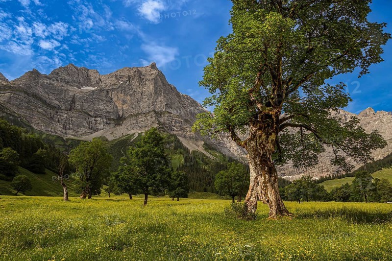 Large maple soil in the Karwendel nature park Park in Rißtal, Hinterriß, Tyrol, Austria