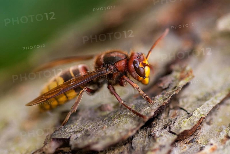 European hornet, hymenoptera, vespa crabro, hornet, insects