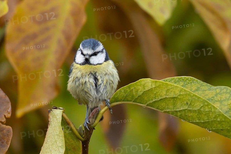 Blue tit (Cyanistes Caeruleus) adult garden bird in a magnolia tree with autumn colour leaves, England, United Kingdom