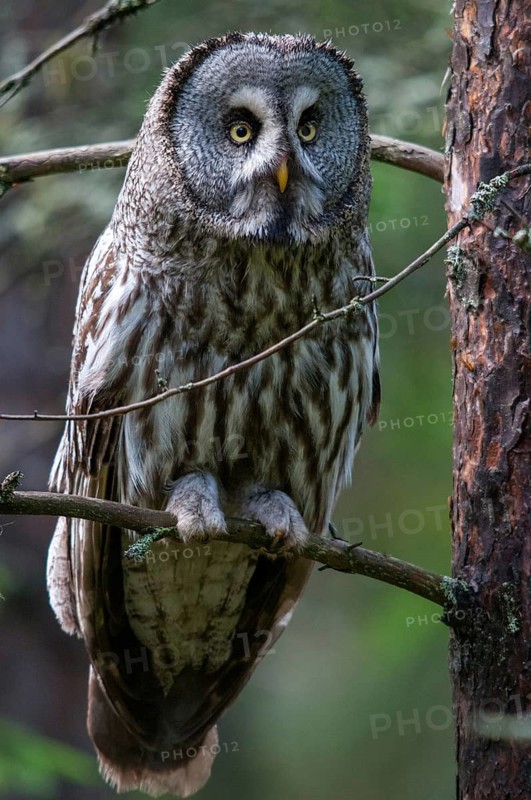 Bearded owl, Finland, Great Grey Owl, Strix nebulosa, birds, owls, female, high size, portrait format, owls, strigiformes, birds, female