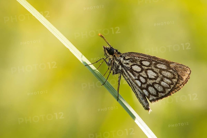 Hesperiidae, heteropterus morpheus, large chequered skipper, mirrorspot thighead, butterfly, thighead, insects, butterfly, butterflies