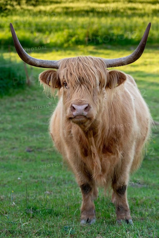 Artiodactyla, Bos Primigenius f. taurus, cattle, even-toed ungulate, highland cattle, kyloe, cloven-hoofed, cattle grazing, Scottish highland cattle, grazing, domesticated animals, extensive grazing, pet, high size, portrait, highland cattle, mammals, cattle, mammals, pasture