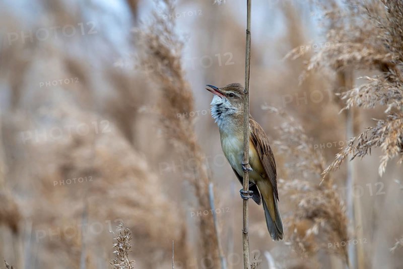 Acrocephalus Arundinaceus, Brandenburg, Germany, throttle warbler, Great Reed Warbler, Nabu, Nabu project, national natural heritage, natural paradise Grünhaus, post-mining landscape, birds, call, song, green house, passeri, singing, songbirds, birds, warbler