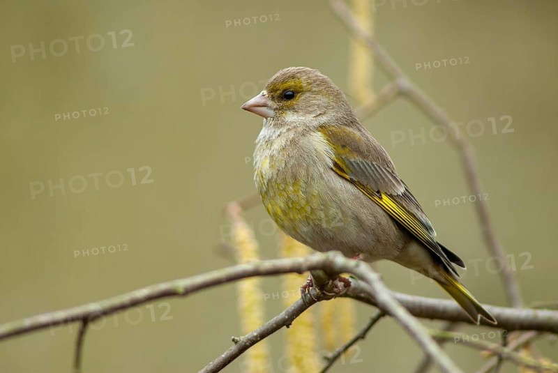 Carduelis chloris, chloris chloris, greenfinch, greenfinch, greenfinch, birds, female, passeri, songbirds, birds, female