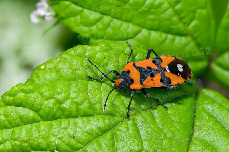 Lygaeus equestris, knight bug, black and red bug, ground bugs, insects, bugs