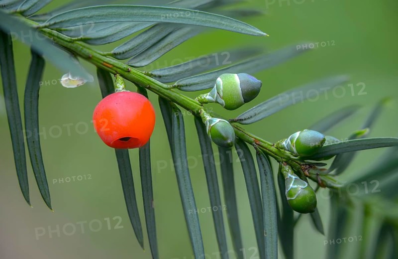 Yew, yew family, European yew, seed coat, taxaceae, taxus baccata, flora, fruit, plants, yew