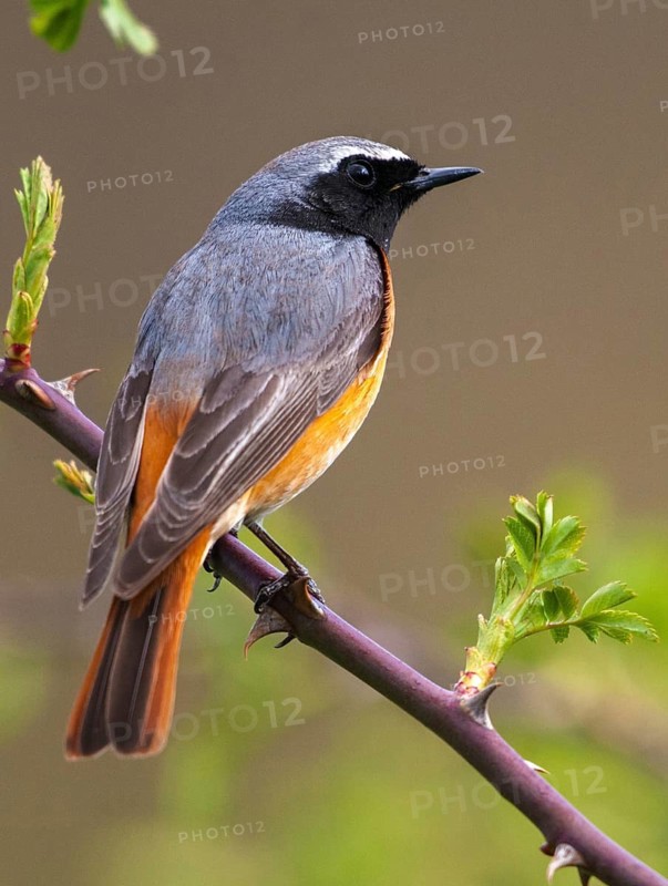 Garden redtail, Phoenicurus phoenicurus, redstart, birds, garden birds, high size, portrait, male, passeri, songbirds, birds