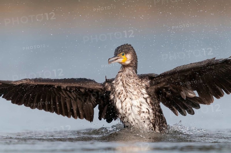 Black shag, cormorant, phalacrocorax carbo, bath, bathe, birds, flying, flight, immaturus, not sexually mature, pelecaniforms, ropedes, immature, birds, waterbirds, waterbirds