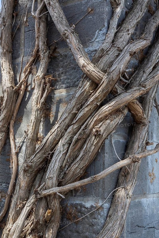 Close-up of large woody climbing vines growing on and clinging to cut limestone column in spring, Quebec, Canada