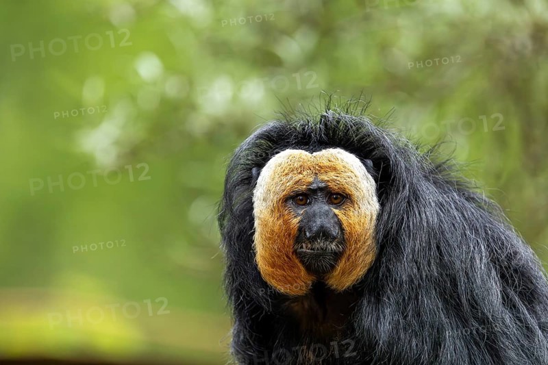 Portrait of a saki monkey with a distinctive white face and shaggy black hair, white-headed saki (Pithecia pithecia) or pale-headed saki, male, in captivity, Apenheul, Netherlands