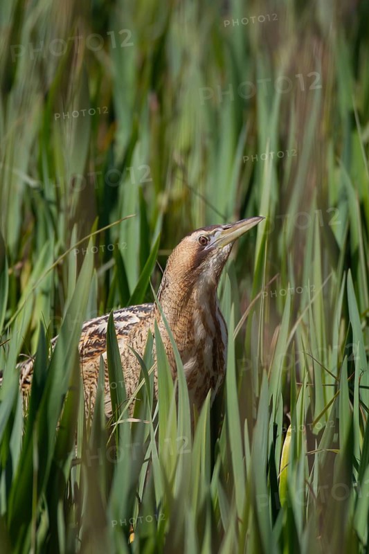 Great or Eurasian bittern (Botaurus stellaris) adult bird in a reedbed, RSPB Minsmere nature reserve, Suffolk, England, United Kingdom