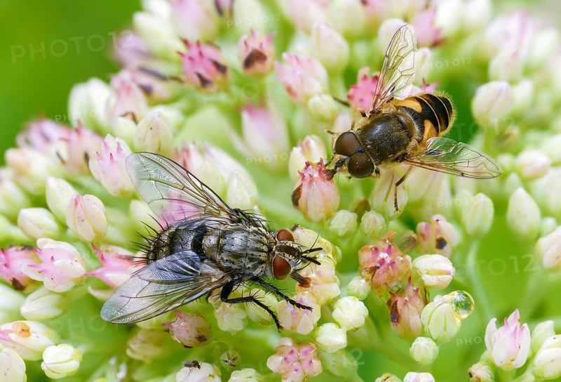 Eoseristalis interrupta, Eristalis interrupta, Eristalis interruptus, groin-wedge hoverfly, wedge-spotted hoverfly, medium drone fly, medium wedge spotted hoverfly, caterpillar fly spec.2., hoverflies, Syrphidae, tachinidae spec., Diptera, insects, hoverfly, two-winged