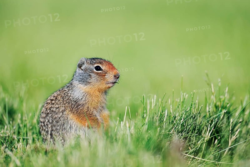 Columbia ground squirrel (Urocitellus columbianus, Spermophilus columbianus), juvenile sitting in a meadow, Waterton Lakes National Park, Alberta, Canada