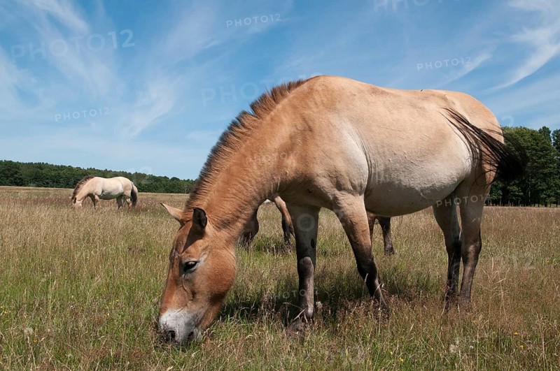 Asian wild horse, Equus Przewalskii, Mongolian wild horse, odd-toed ungulates, perissodactyla, Przewalski's horse, tachi, horses, mammals, horses, mammals, impair ungulates