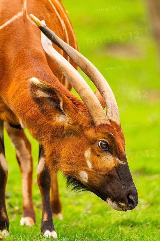 Bongo (Tragelaphus eurycerus) on a meadow in spring, portrait, captive, Germany
