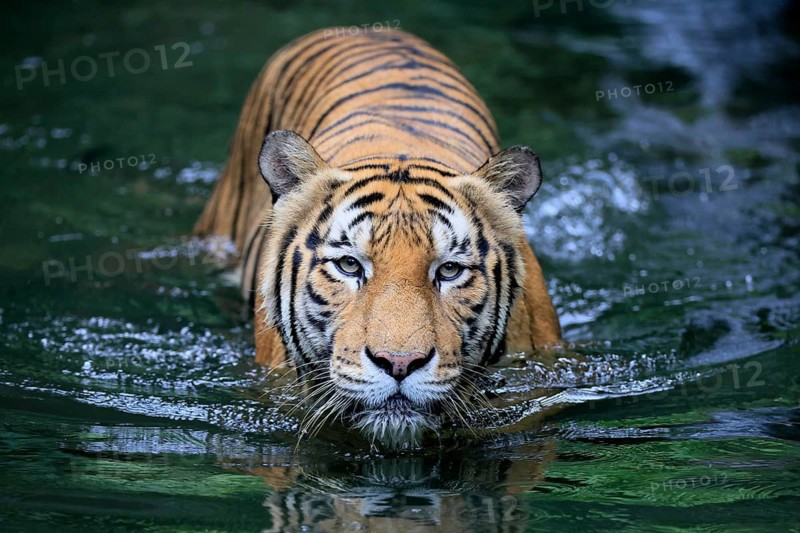Malaysia tiger (Panthera tigris jacksoni), adult, in water, alert, Malaysia, Southeast Asia