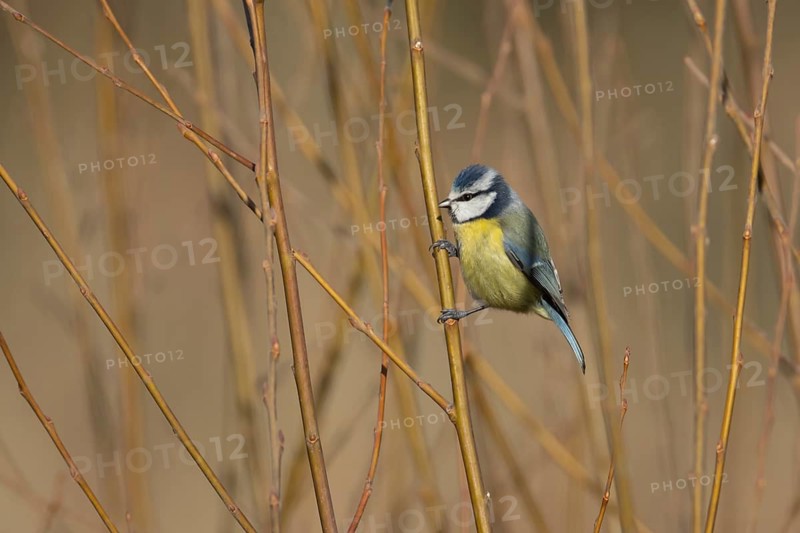 Blue tit (Cyanistes Caeruleus) adult garden bird on a Willow tree branch, Suffolk, England, United Kingdom