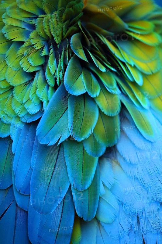 Detailed close-up of iridescent parrot feathers in various colours, Yellow-breasted Macaw (Ara ararauna), blue and green feathers, plumage, Florida, USA