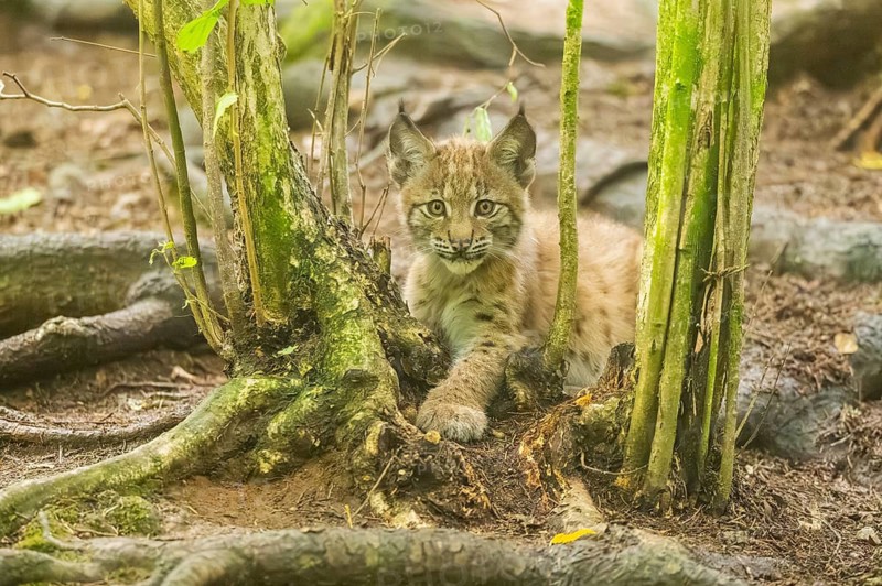 Eurasian lynx (Lynx lynx) youngster (cub) lying in in a forest, playing around, Bavaria, Germany