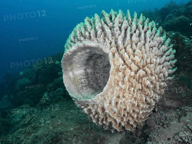 A large white barrel sponge, also known as a Tonnenschwamm (Xestospongia testudinaria), protrudes from the seabed at the Spice Reef dive site, Penyapangan, Bali, Indonesia
