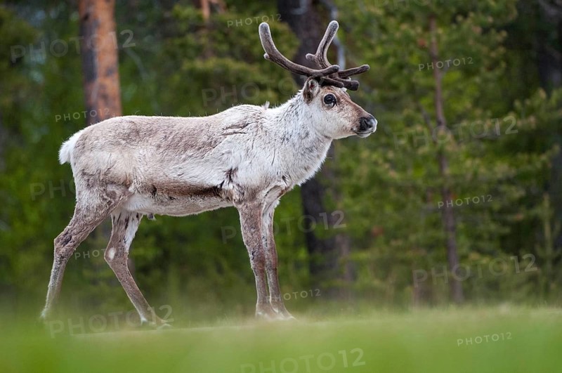 Artiodactyla, even-toed ungulate, Finland, cloven-hoofed, rangifer tarandus, reindeer, reindeer, mammals, mammals