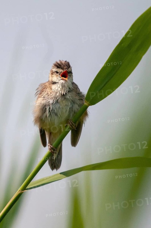 Acrocephalus Schoenobaenus, Sedge Warbler, Birds, Song, High Size, Portrait Format, Passeri, Singing, Songbirds, Birds, Warbler