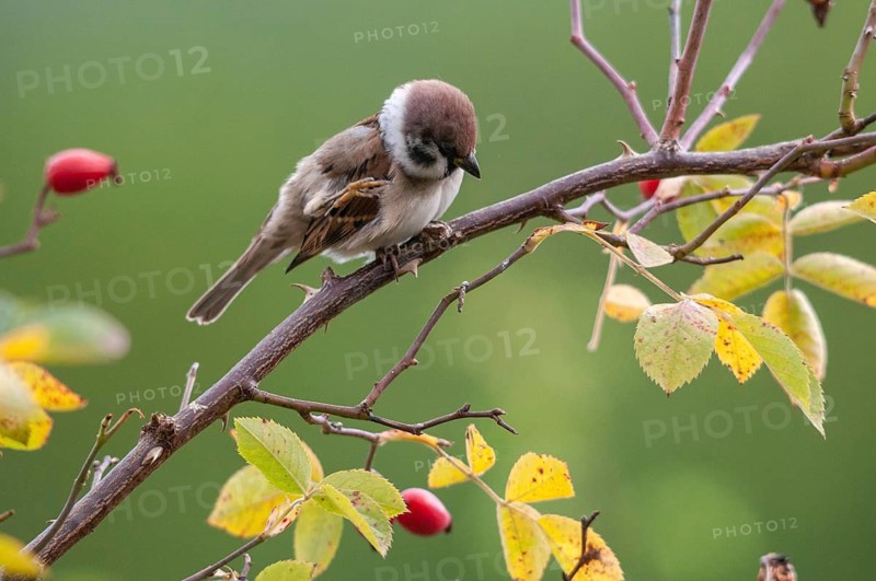 Tree sparrow, dog rose, Passer Montanus, pink canina, rosaceae, rose family, sparrow, autumn, birds, dog rose, flora, hedge, autumn, passeri, plants, songbirds, sparrow, sparrow, sparrow, sparrow, sparrow, sparrow, sparrow, sparrow, sparrow, sparrow, sparrow, sparrow, sparrow, sparrow, sparrow, sparrow, sparrow, sparrow, sparrow, sparrow, sparrow, sparrow, sparrow, sparrow, sparrow, sparrow, sparrow, sparrow, sparrow, sparrow, sparrow, sparrow, sparrow