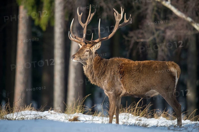 Artiodactyla, Cervus Elaphus, even-toed ungulate, cloven-hoofed, red deer, deer, deer, mammals, snow, mammals, winter