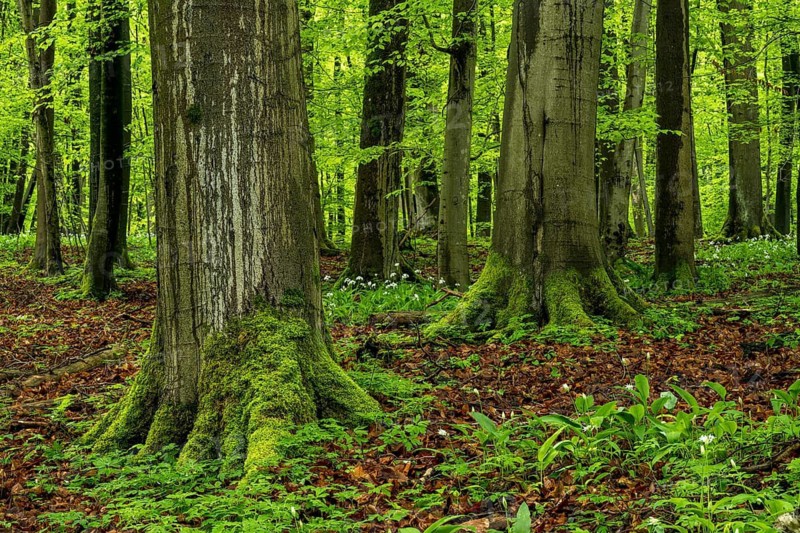 Moss-covered tree trunks and the root systems of mighty old European beech trees (Fagus sylvatica) in a primeval forest in spring, interspersed with white-flowering wild garlic (Allium ursinum), Hainich National Park, Thuringia, Germany