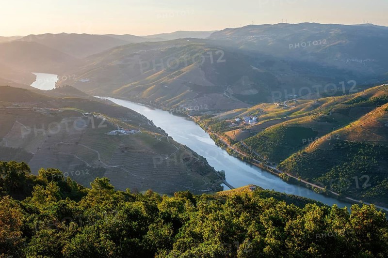 Douro river vineyard valley overlook at sunrise in Portugal, with winding water, forest foreground, terraced hills and warm light across the slopes