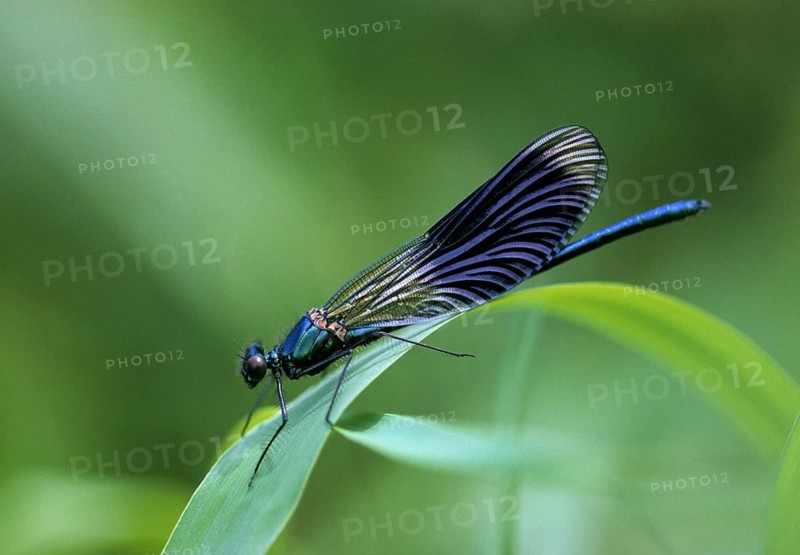Banded demoiselle, calopteryx splendens, banded dragonfly, damselflies, dragonflies, insects, leo, dragonflies, male, odonata, zygoptera