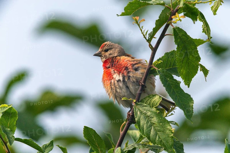Acanthis cannabina, bloodtail, linaria cannabina, linnet, birds, hanfling, male, passeri, songbirds, birds