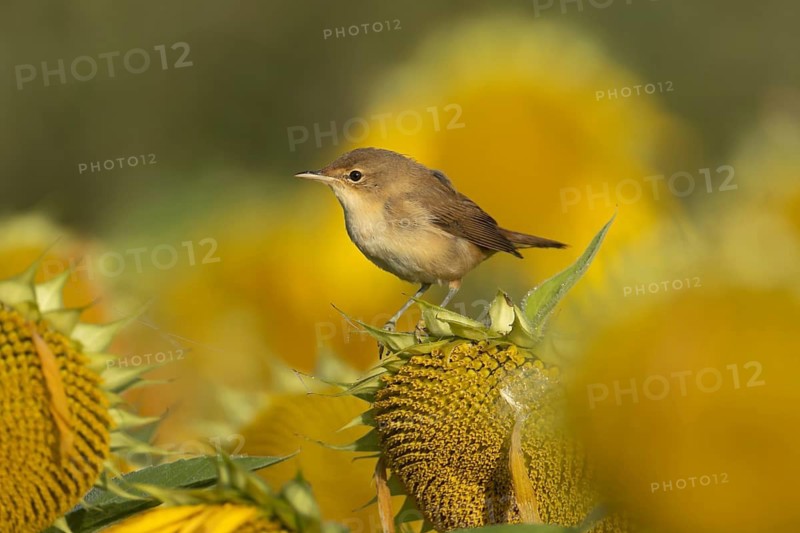 Reed warbler (Acrocephalus scirpaceus) adult bird resting on a sunflower seed head, England, United Kingdom