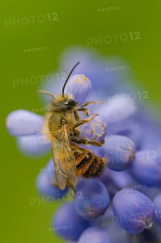Hymenoptera, mason bee, osmia bicornis, osmia rufa, red mason bee, female, high size, portrait format, insects, female
