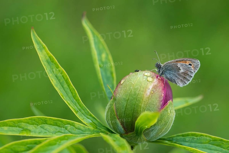 Coenonympha Pamphilus, common meadowbird, small heath, meadbird, butterfly, insects, butterfly, butterflies, butterflies