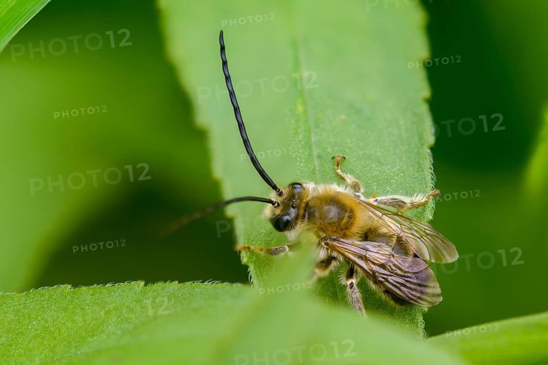 Apidae, bees, Eucera longicornis, early longhorn bee, hymenoptera, longhorn bee, May longhorn bee, insects