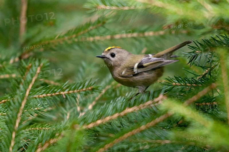 Goldcrest, golden chicken, Regulus regulus, winter golden chicken, birds, passeri, songbirds, birds