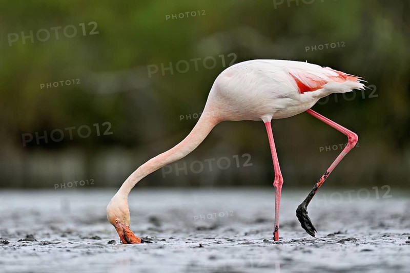 Pink flamingo (Phoenicopterus roseus), standing in the water whilst foraging, Camargue Regional Nature Park, southern France, France