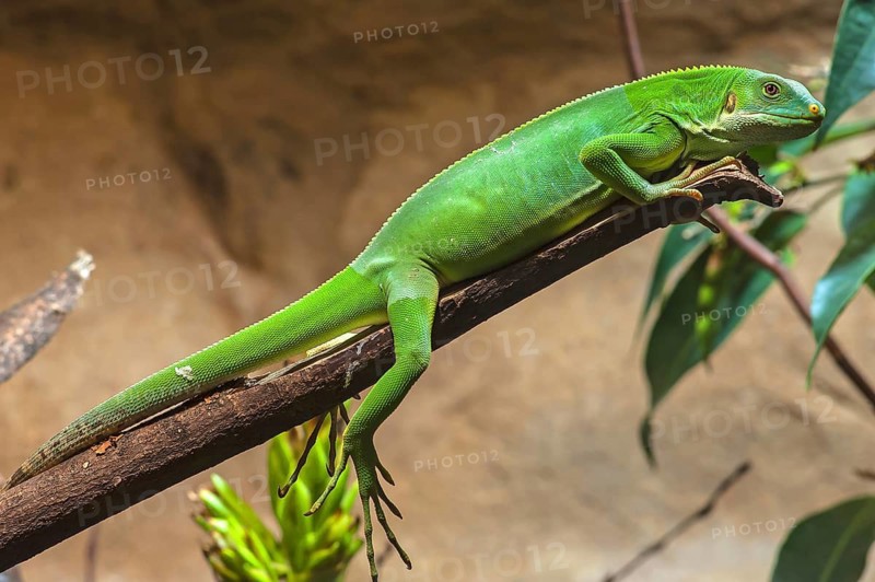 Fiji iguana (Brachylophus fasciatus) in a terrarium, Nuremberg Zoo, Nuremberg, Middle Franconia, Bavaria, Germany. PR available