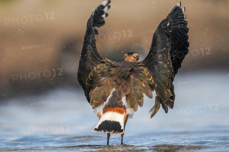 Lapwing, Vanellus Vanellus, Bath, Bathe, Birds, Charadriiformes, Flying, Flight, Limikolen, Plover, Potion, Birds, Wader, Watering Place, Wadbirds