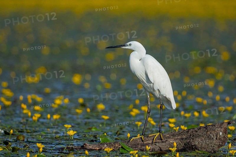 Little Egret (Egretta garzetta) Hungary