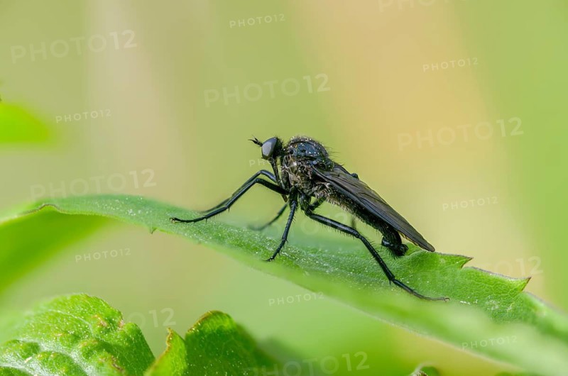 Empididae spec, dance fly spec, balloon flies, dagger flies, diptera, insects, two-winged birds