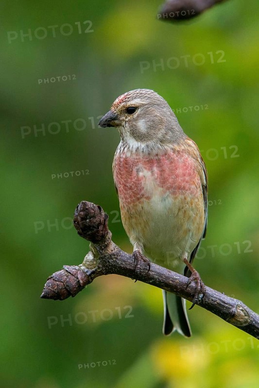 Acanthis cannabina, bloodtail, linaria cannabina, linnet, birds, high size, portrait, hanfling, male, passeri, songbirds, birds