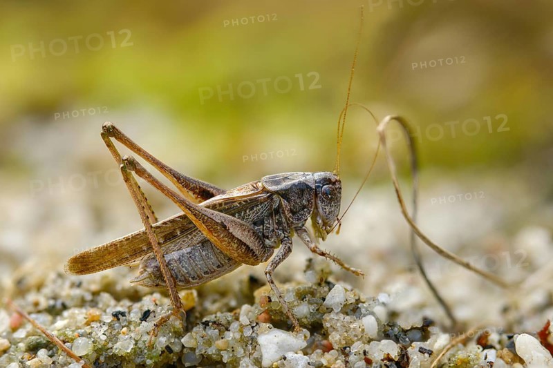 Grey bush cricket, deciduous locusts, platycleis albopunctata, tettigonioidea, western bite scare, ensifera, grasshoppers, grasshoppers, insects, long-feeler scares, male
