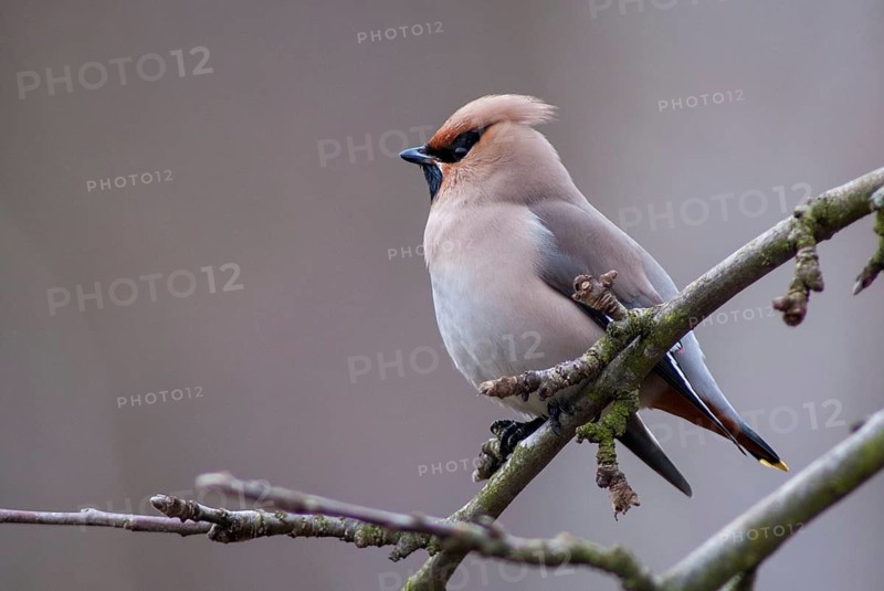 Bombycilla Garrulus, waxwing, birds, passeri, songbirds, songbirds, birds
