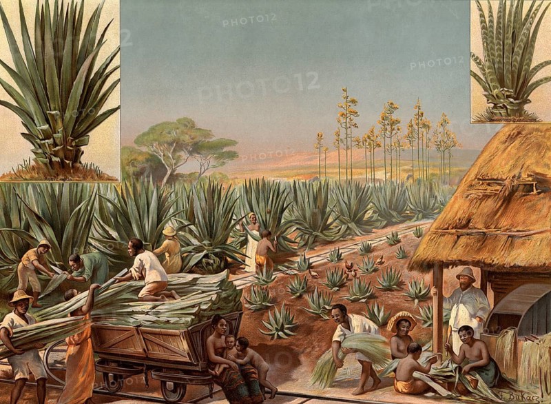 Agave harvest, sisal agave, workers harvesting and processing sisal plants. Traditional agave harvesting and fiber extraction process. In the background are vast fields with tall agave plants and their yellow inflorescences, school painting, illustration, reproduction from a model from the 19th century. School picture, mural, authentic, file restored for optimal use, exact date of original unknown, historical