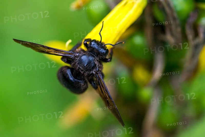 Apidae, bees, blue wood bee, large wood bee, hymenoptera, violet-winged wood bee, xylocopa violacea, insects, insects, violet carpenter bee