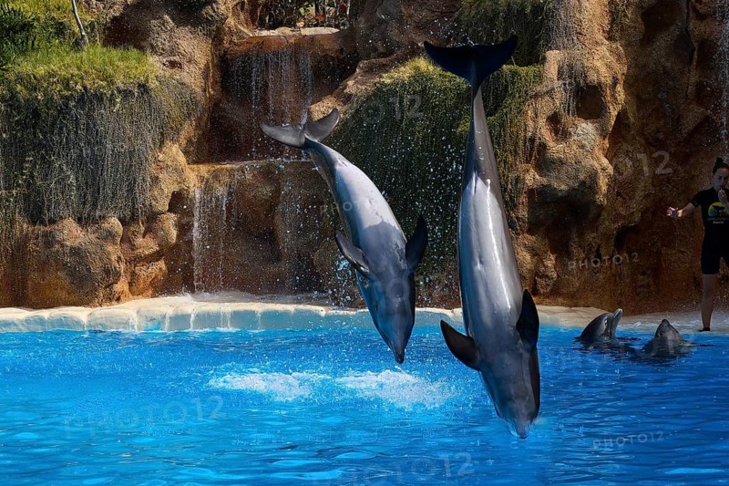 Two dolphins elegantly jumping out of the pool in front of a rocky waterfall, dolphin, dolphin (Delphinidae), dolphin show, Loro Parque, Puerto de la Cruz, Tenerife, Canary Islands, Spain
