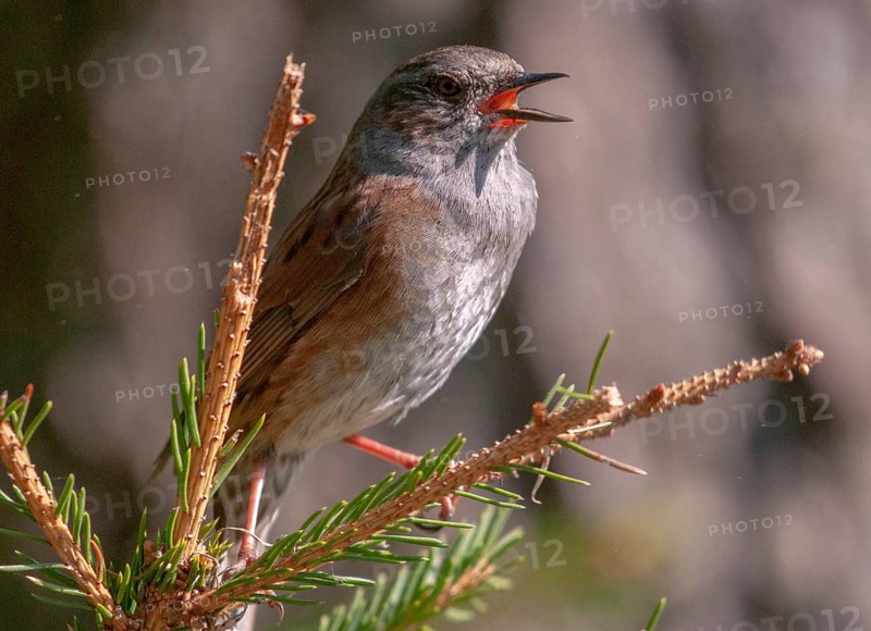 Dunnock, Dunnock, Prunella modularis, birds, song, passeri, singing, songbirds, birds