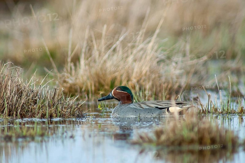 Anas Crecca, Common Teal, Grosbeak, Crickente, Anatidae, Birds, Ducks, Ducks, Ducks, Leo, Male, Male, Birds, Waterbirds